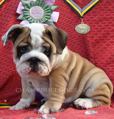 puppy  pictures